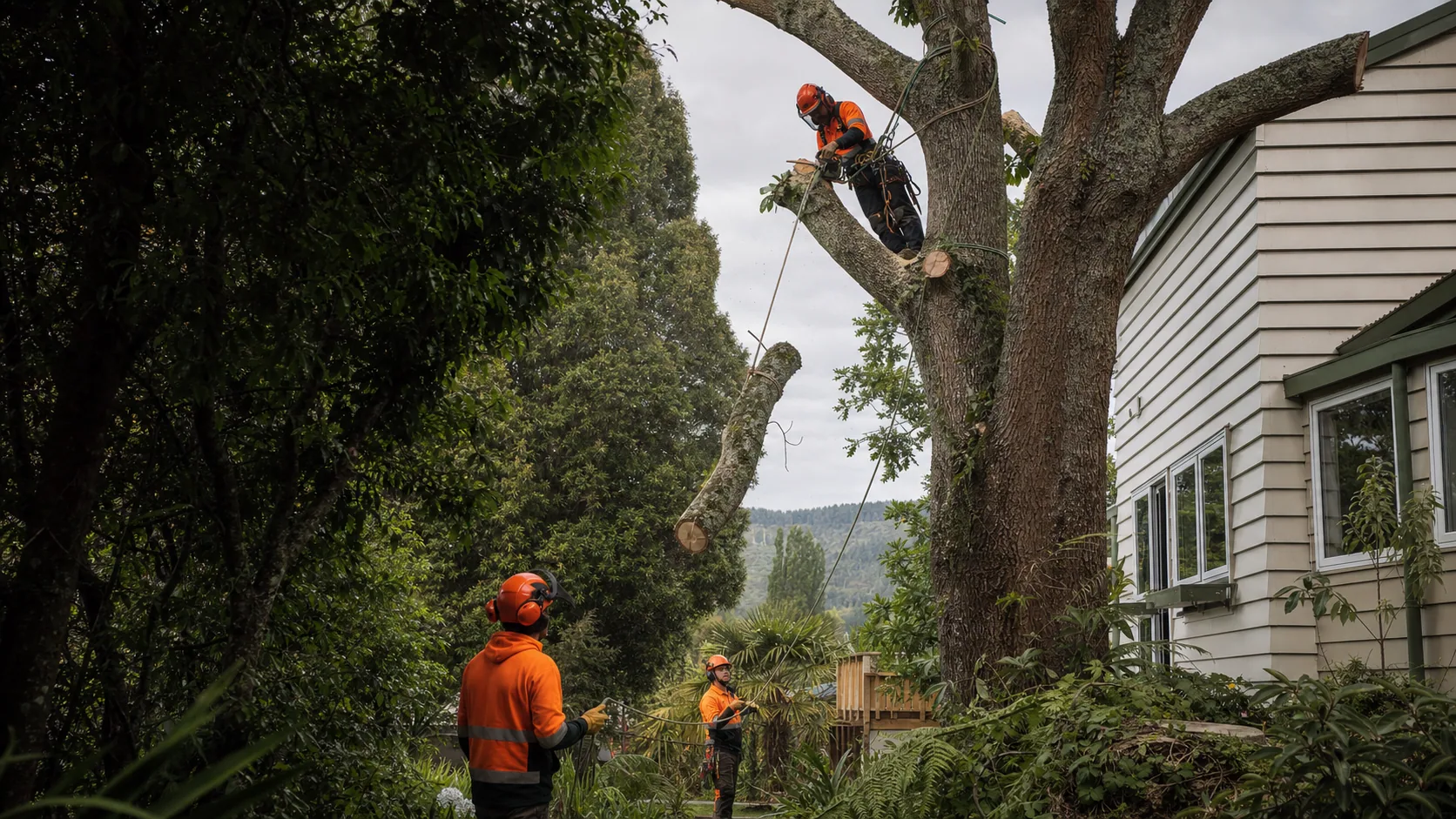 Professional tree removal work in Fenton Park