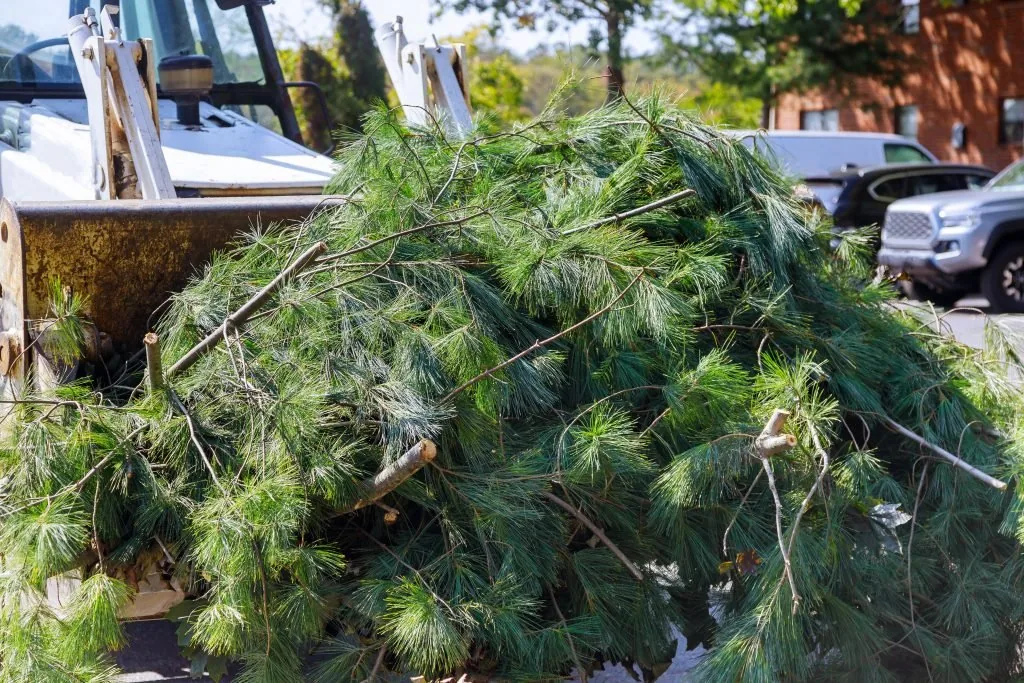 cheap tree removal