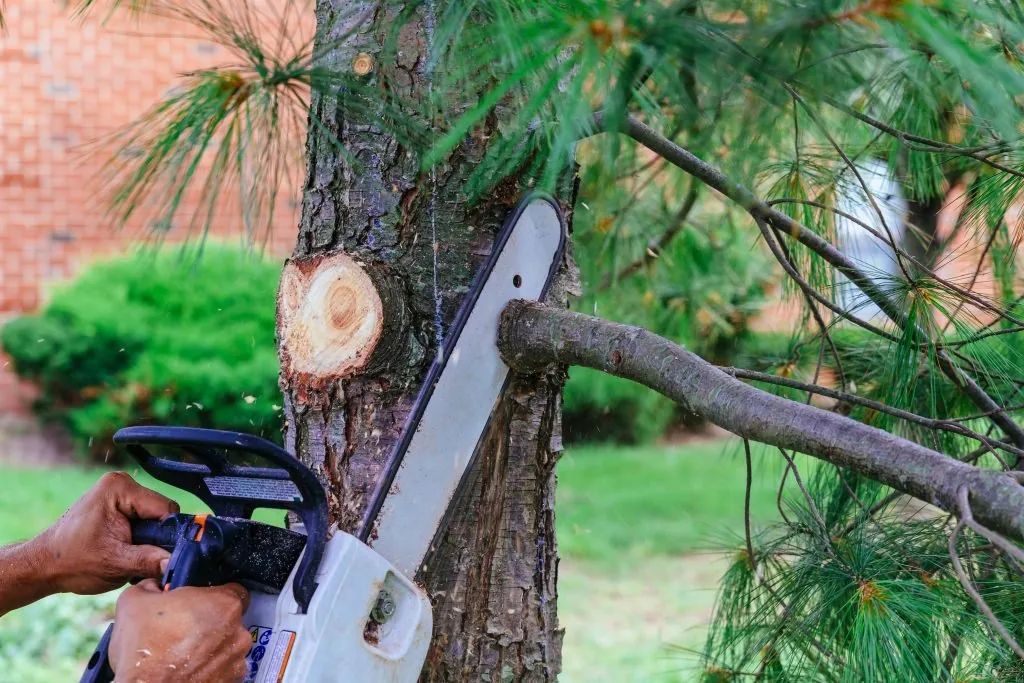 tree specialist arborist