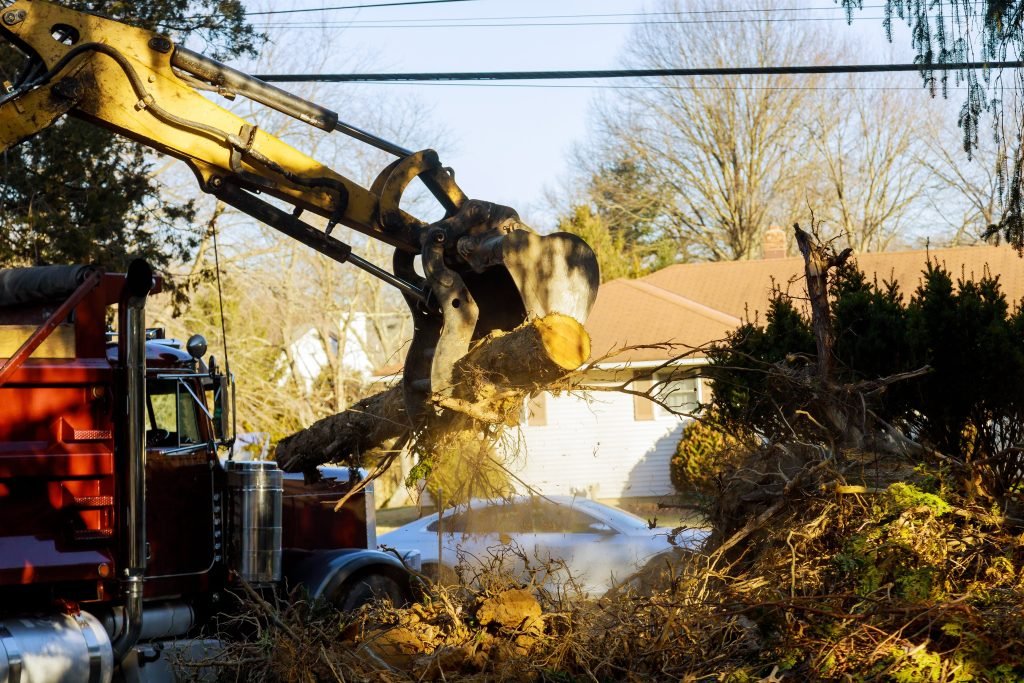 Top 5 Signs It’s Time to Remove a Tree on Your Rotorua Property