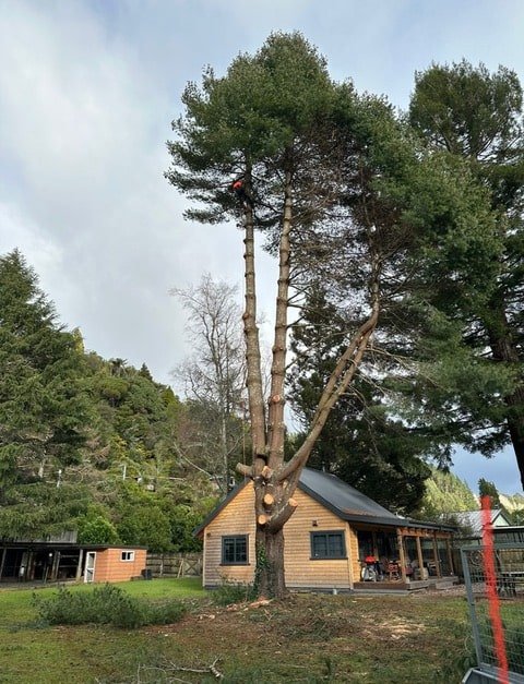 rotorua tree cutting service