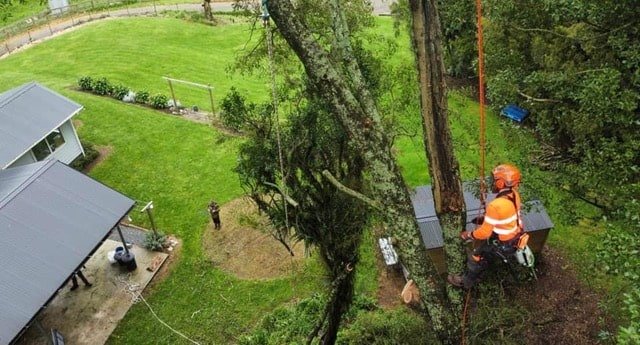 rotorua tree services