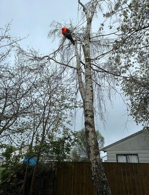 tree services rotorua